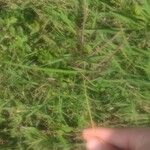 Bothriochloa bladhii പുഷ്പം