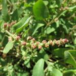 Oxybasis chenopodioides Flower