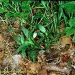 Viola pumila Habitus