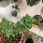 Crassula rupestris List