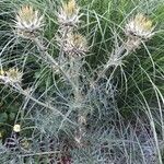 Cynara cornigera Bark