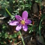 Colchicum cupanii Flower