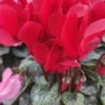 Cyclamen persicum Цвят