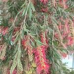 Callistemon viminalis 花