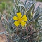 Helianthemum syriacumBlüte