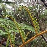 Cyathea glauca Leaf