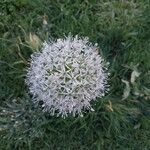 Allium cepa 花