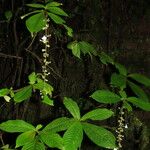 Gonzalagunia stenostachya Hoja