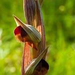 Serapias parviflora Blodyn
