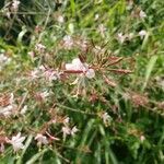 Gaura angustifolia 花