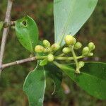 Clusia cylindrica Hoja