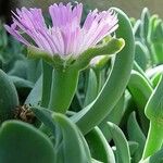 Gibbaeum velutinum Kvet