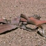 Welwitschia mirabilis Pokrój