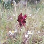 Linaria aeruginea Flor