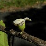 Diospyros borbonica Flower