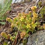 Sedum alpestre Habitat