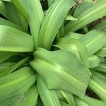 Eucomis pallidiflora Leaf