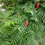 Rhus typhinaപുഷ്പം