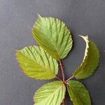 Rubus bertramii Blad