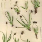 Plantago atrata Anders