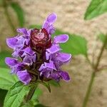 Prunella vulgarisBlomma