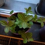 Peperomia quadrangularis Hoja