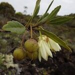 Dubouzetia elegans