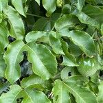Passiflora edulis Liść