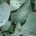 Solidago flexicaulis Blad