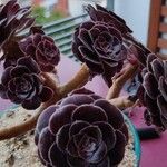 Aeonium arboreumപുഷ്പം