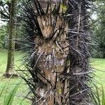 Oncosperma horridum Bark