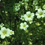 Saxifraga rosacea Blüte