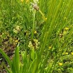 Plantago atrata Flower