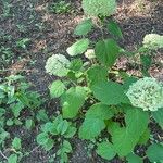 Hydrangea arborescensFeuille