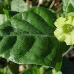Nicotiana rustica Φύλλο