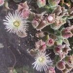 Mesembryanthemum crystallinum Fleur