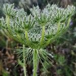 Daucus muricatus फल