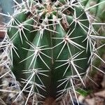 Pachycereus pecten-aboriginum Hoja