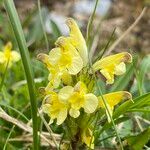 Pedicularis oederi Blomst