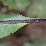 Lepisorus excavatus Leaf