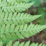 Dryopteris carthusiana برگ