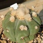 Echinocactus horizonthalonius Folha