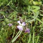 Matthiola tricuspidata 花