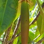 Bruguiera gymnorhiza Fruit