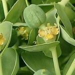 Euphorbia corsica Bloem