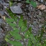 Cardamine impatiens Leaf