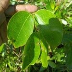 Intsia bijuga 葉