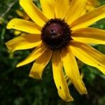 Rudbeckia hirtaFlower