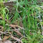 Equisetum scirpoides Habitus