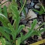 Plantago coronopus 葉
